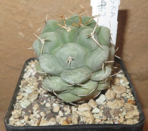 Thelocactus hexaedrophorus
